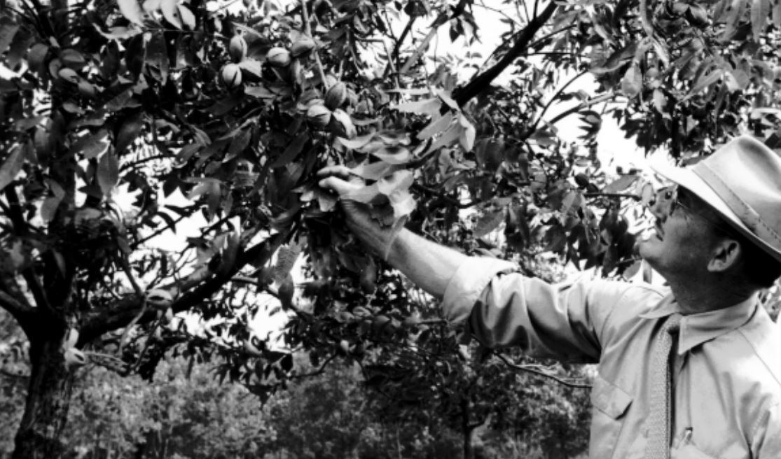 Army Armstrong, horticulturalist at UKREC, Princeton, KY