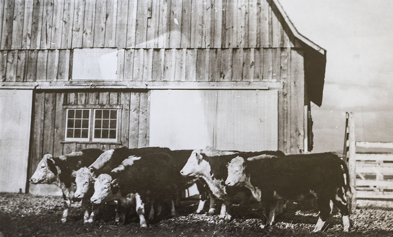 Cattle trial at UKREC, 1938