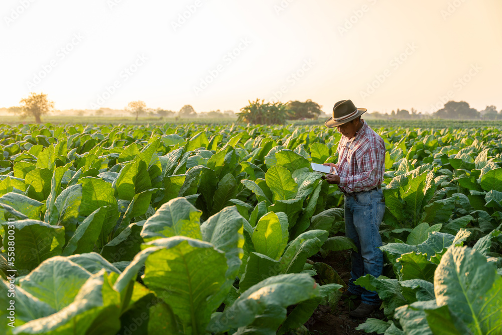 Tobacco