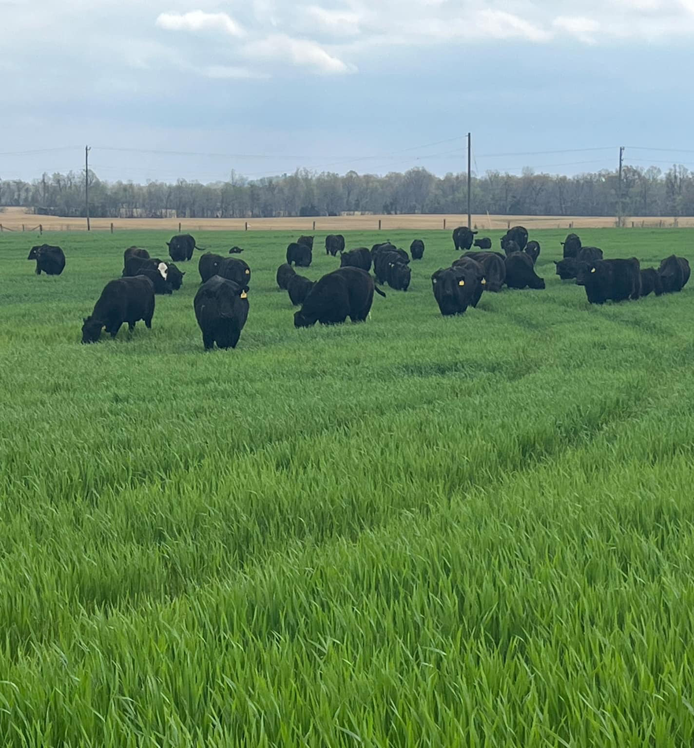 Beef cattle grazing wheat, UKREC at Princeton, KY
