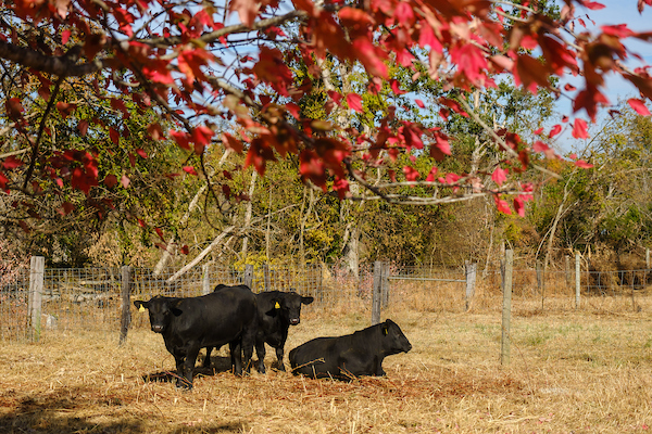 Beef cattle at UKREC, Princeton, KY.