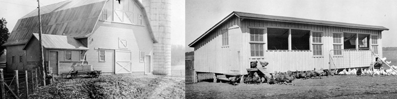Old dairy and poultry barns at UKREC