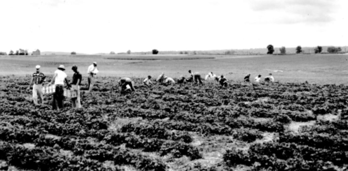 Horticulture research at UKREC, Princeton, KY. 1950