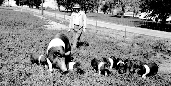 Pigs, UKREC, Princeton, KY, 1951
