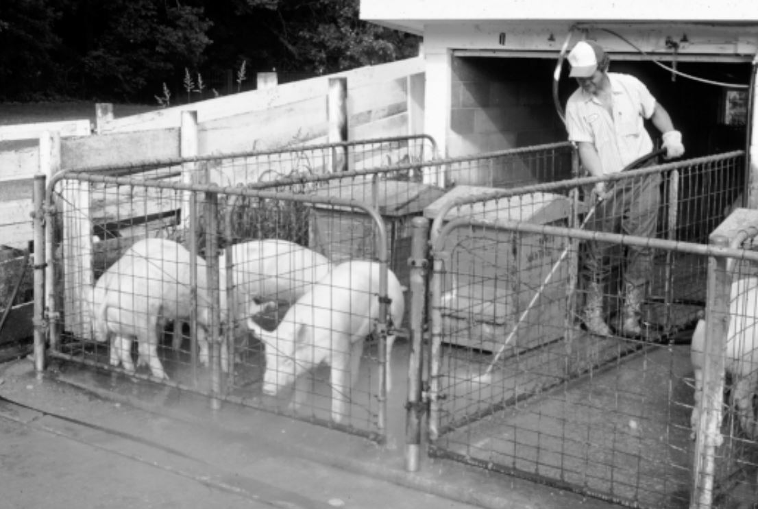 Swine research at UKREC, Princeton, KY in 1970s