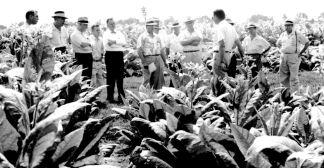tobacco research at UKREC Princeton 1950s
