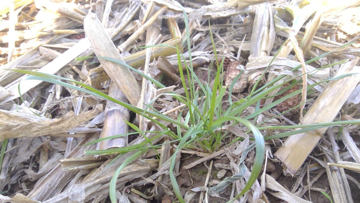 Italian ryegrass