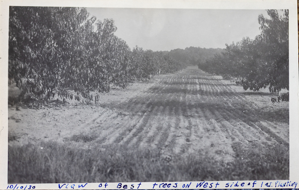 Peach trees at UKREC, Princeton, KY 1930
