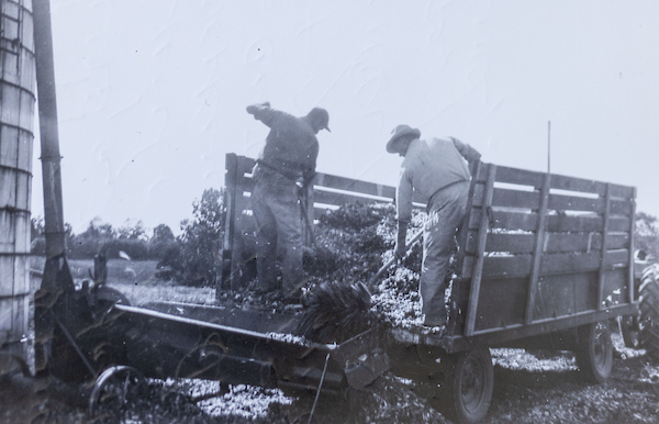 Corn silage harvest, UKREC Princeton, KY 1946