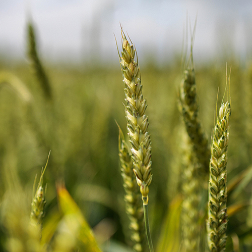 wheat in Kentucky